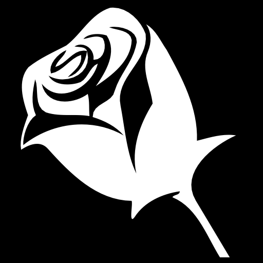 White rose on a black background